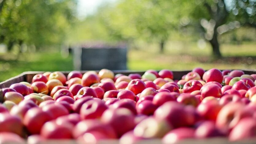 Apfelpreise erreichen Rekorde: So hat sich der Preis der Lieblingsfrucht der Ukrainer im Jahr verändert