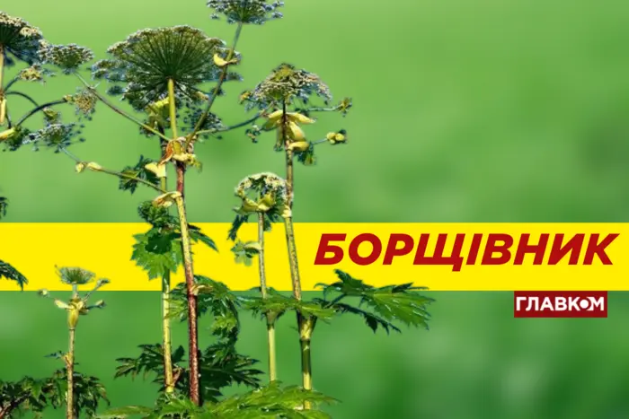 Zakwitł trujący barszcz. W czym tkwi jego niebezpieczeństwo i jak się chronić