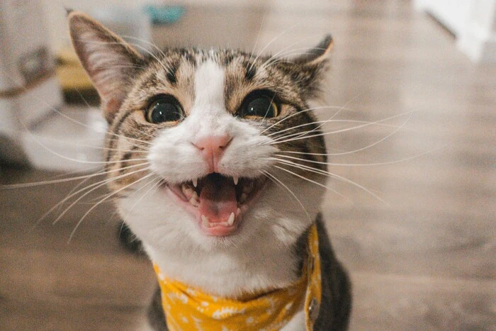 The cat saves from fire in Lviv region