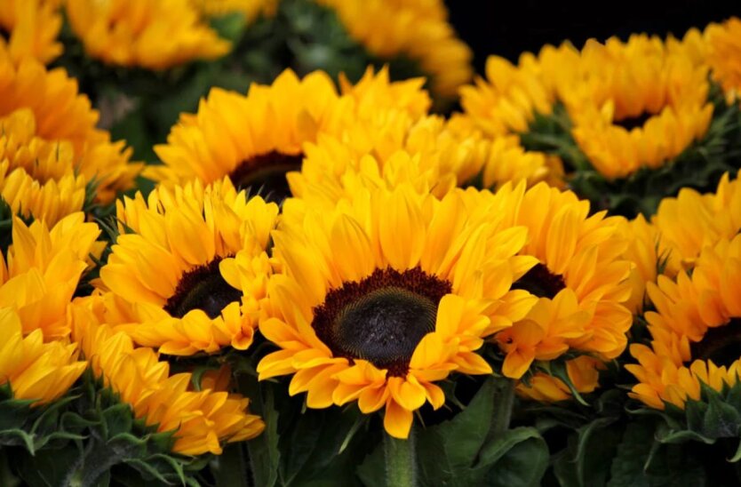 Sunflower prices have fallen sharply - Grain Exchange