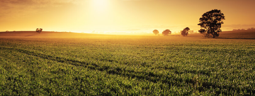 Battle for Hectares: What is Happening at Land Auctions in Ukraine