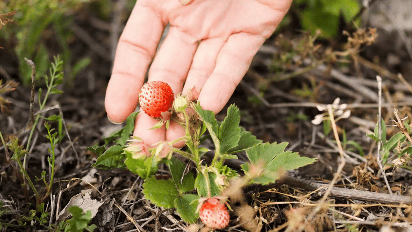 Strawberries are starting to dry out - what causes it and how to save the harvest