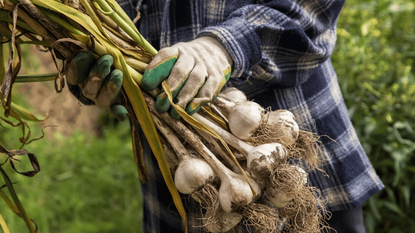 When to Harvest Winter Garlic in Summer 2025 - Lunar Calendar