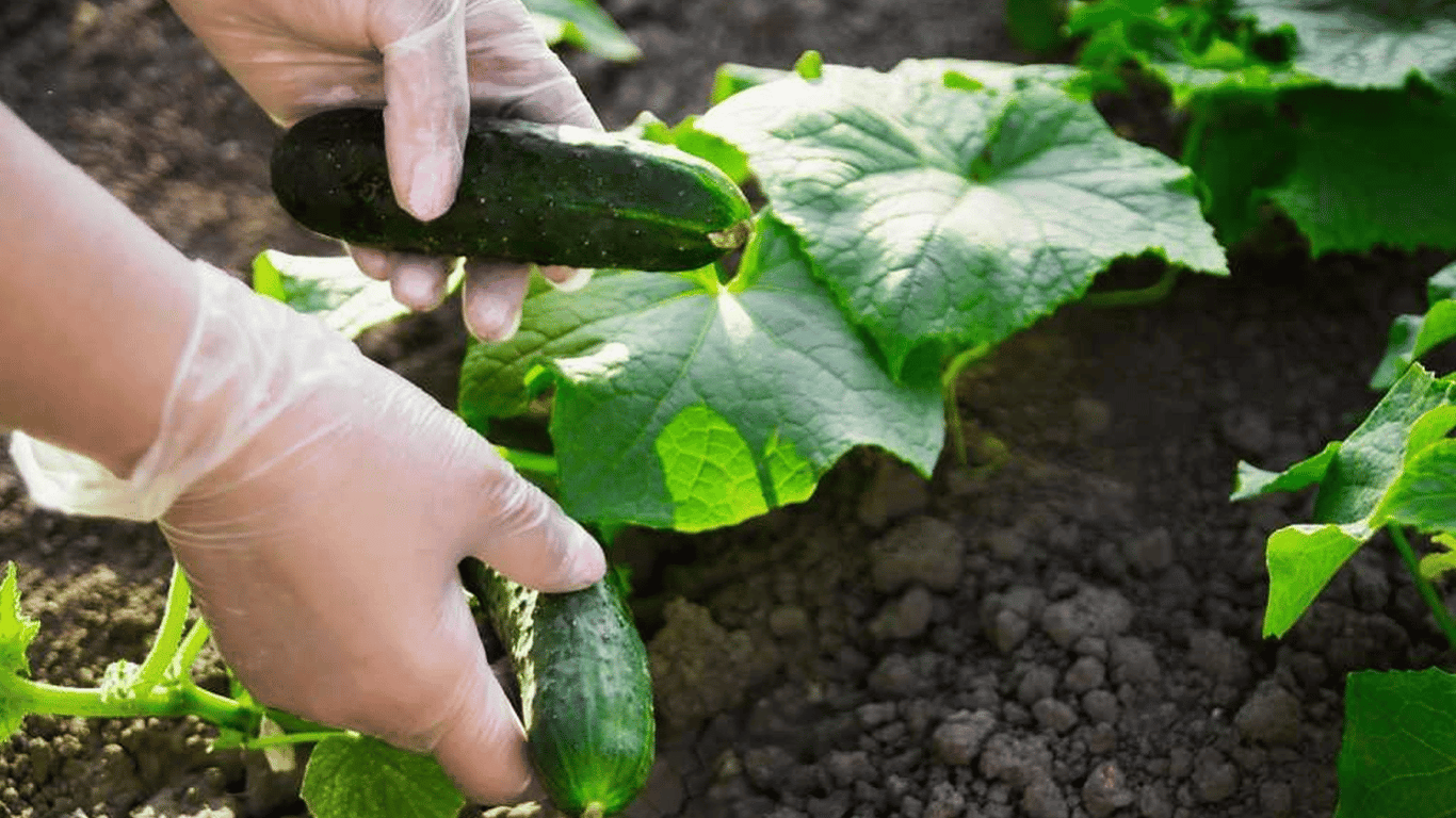 Rescue in Seven Days - How to Fertilize Cucumbers When the Leaves Turn Yellow
