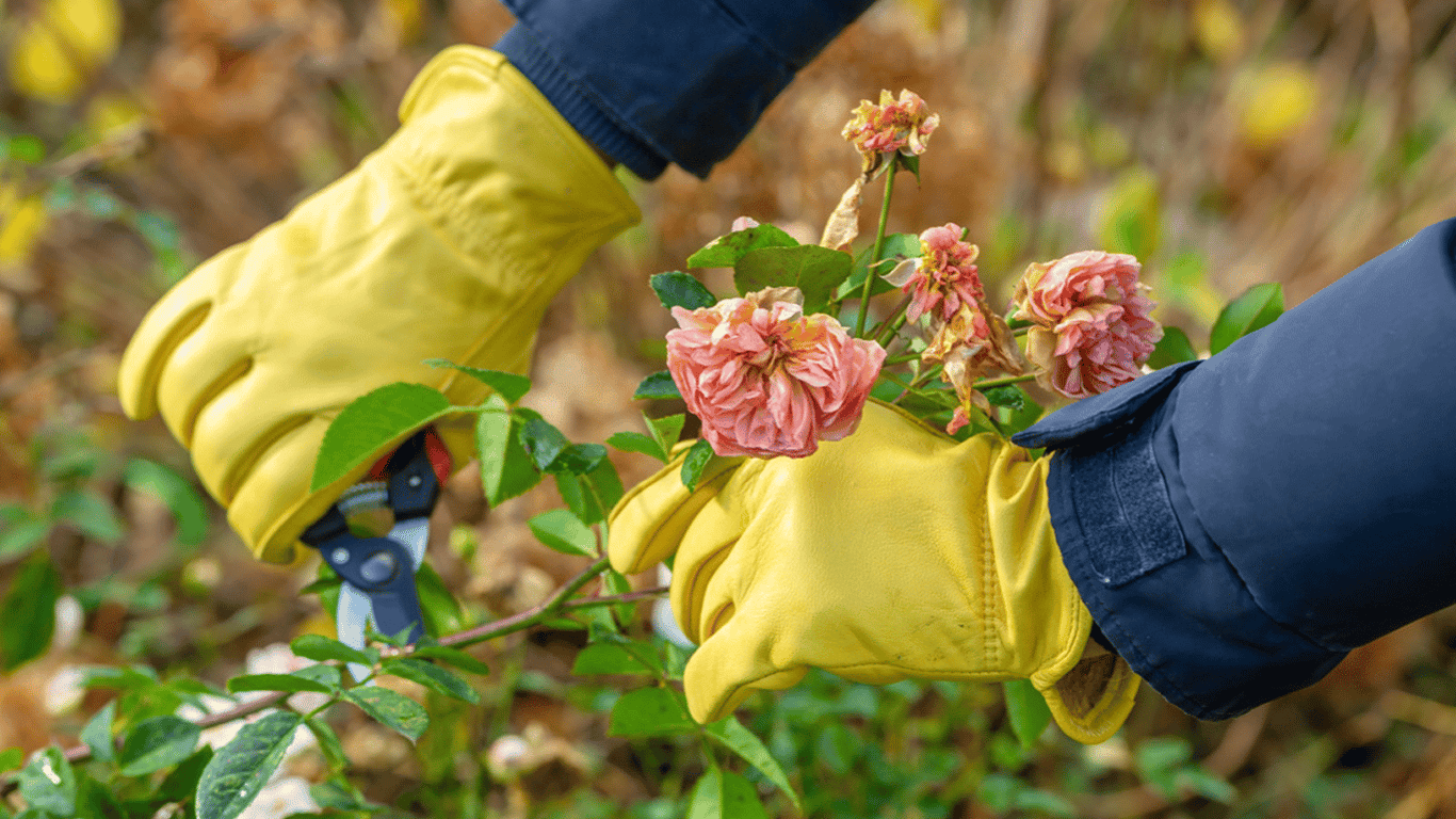 Roses in July have wilted - how to 'revive' the flowers