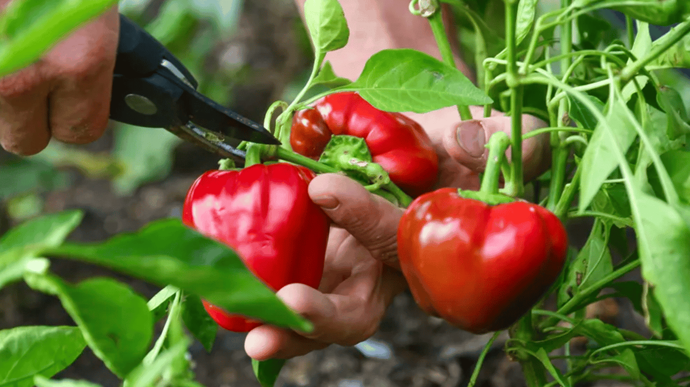 How to Grow Peppers in the Heat - Useful Tips