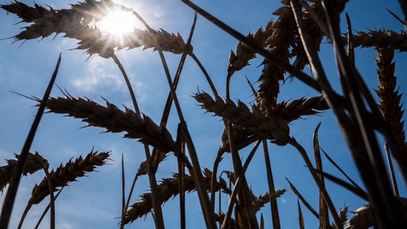 Preise für Getreide im Juli - warum ist Futterweizen teurer geworden