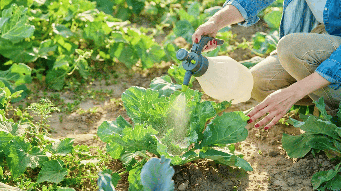 Wie man Kohl im Juli 2025 düngt, um große Köpfe zu ernten