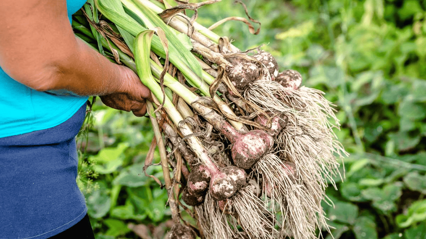 What to Plant After Garlic in the Garden — The Best Plants